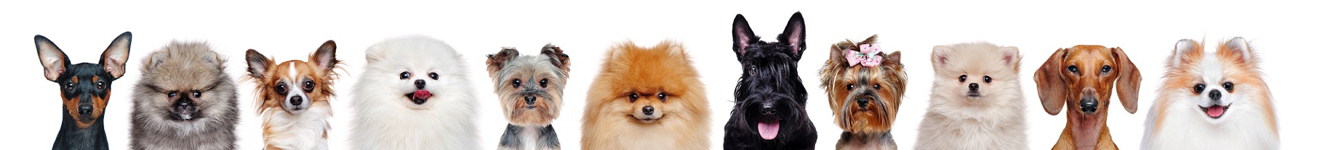 Dog Banner