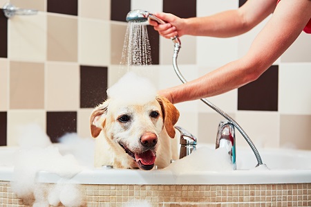 Dog Bathing