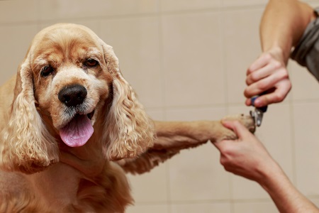 Nail Trimming