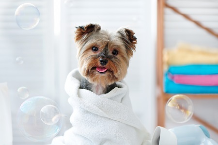 Dog Styling